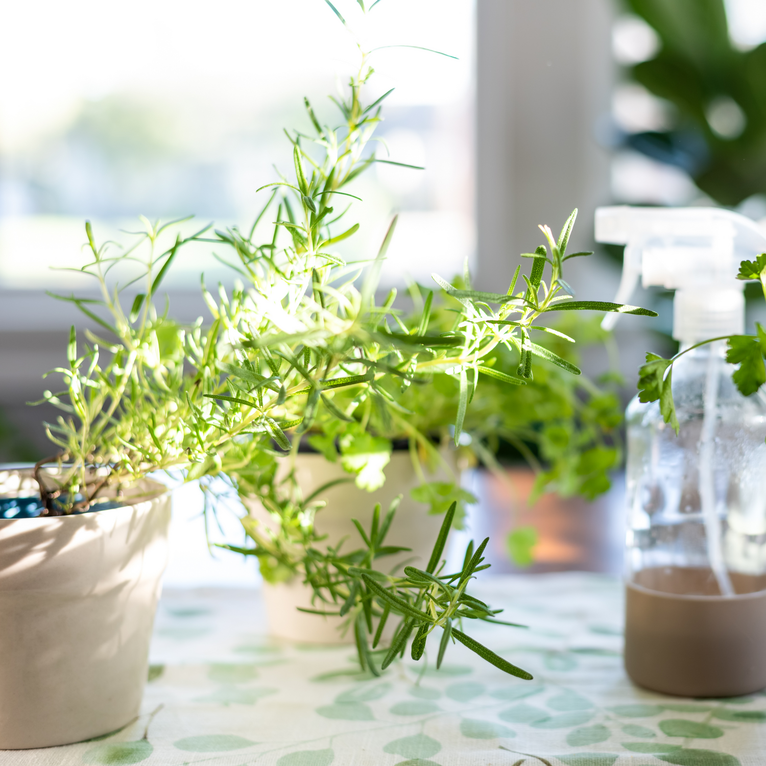Culinary Herbs
